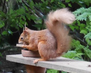 Red Squirrel