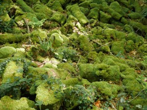 Moss rocks 