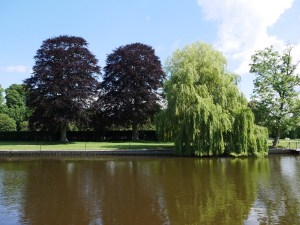 Copper Beech trees.