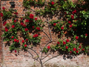 Beautiful red rose in Hampton Courts Paace rose garden 